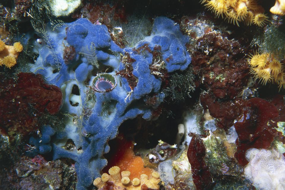 Red algae (Peyssonnelia squamaria) and member of Serpulidae's family on a sponge