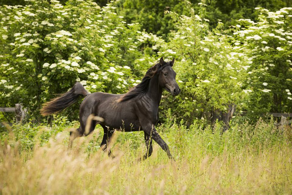 Arabian horse running in a field