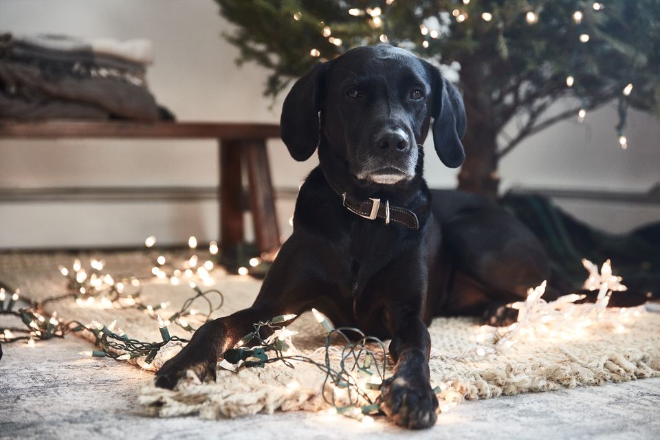 Dog sitting next to Christmas tree and string lights