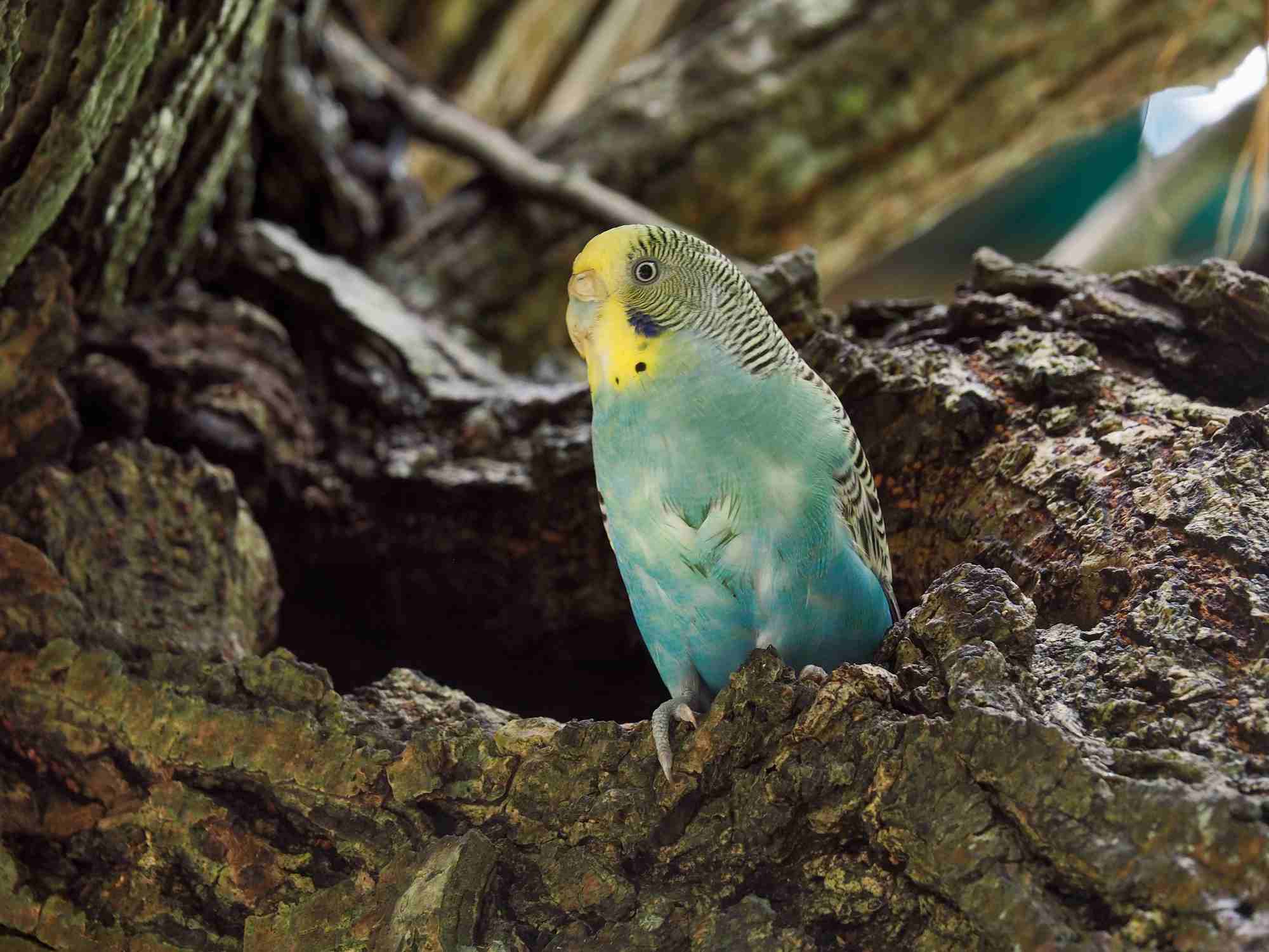 Budgerigar perched on a tree stump