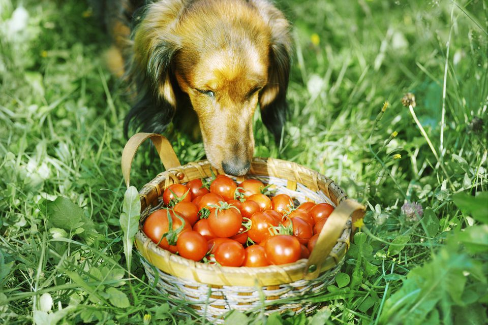 dog with basket of tomatoes