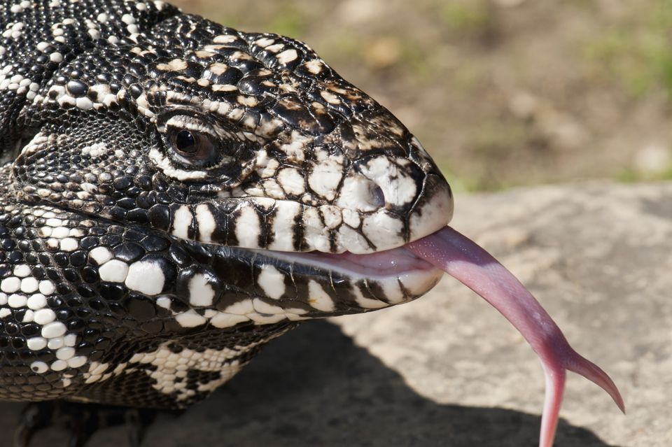 Close-up of an Argentine black and white tegu