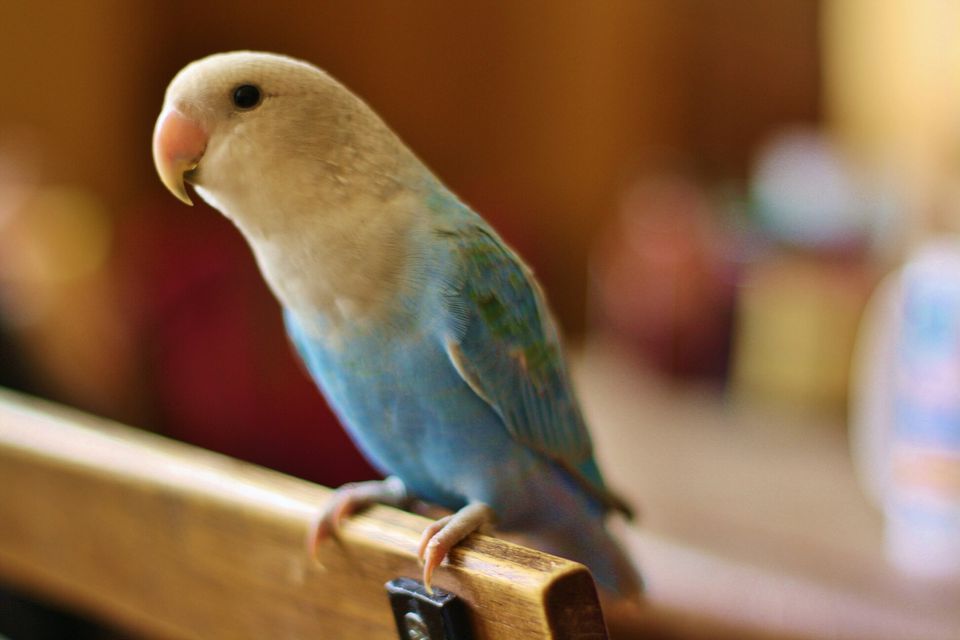 Close-Up Of Parrot Perching