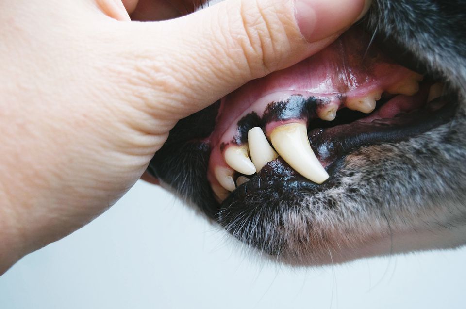 dog gums up close