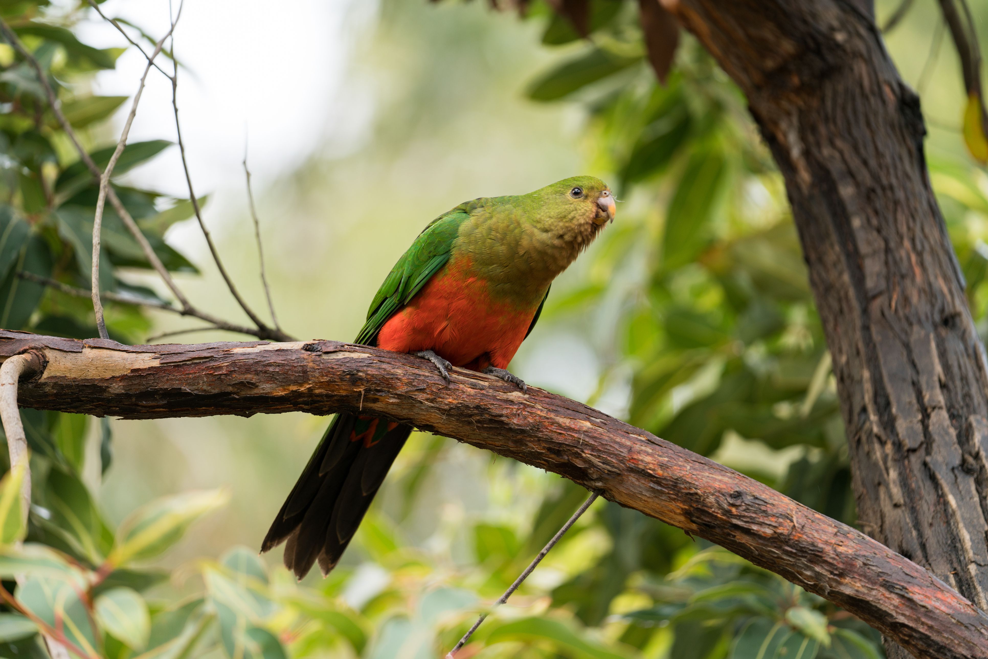Female Australian king parrot