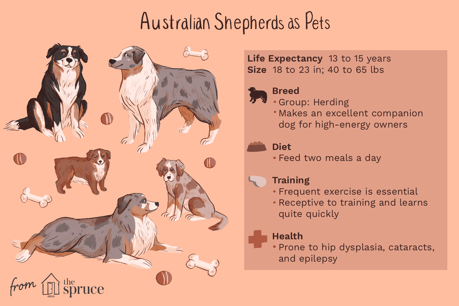 australian shepherds as pets illustration