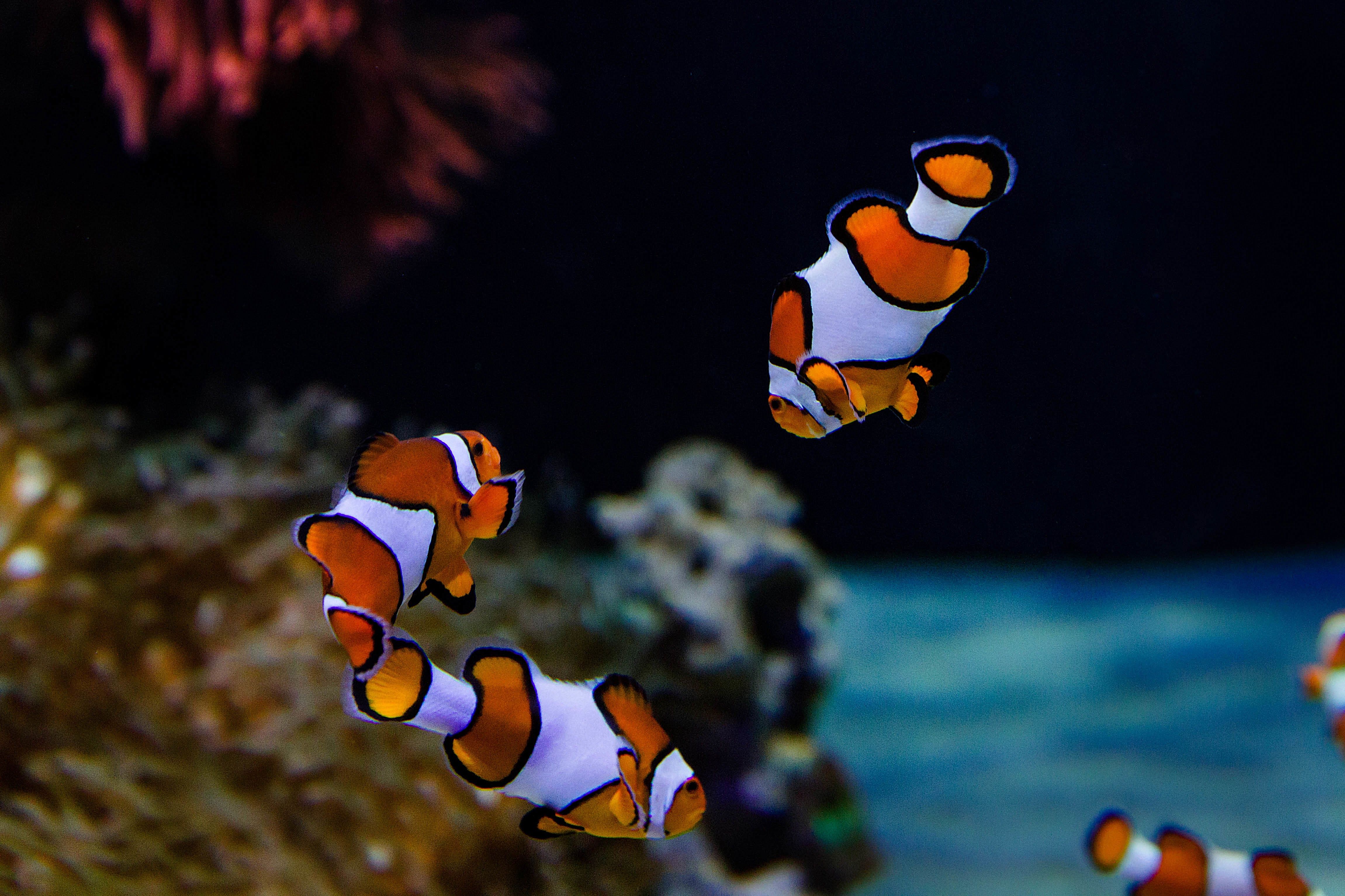 Close-up of fish swimming in an aquarium