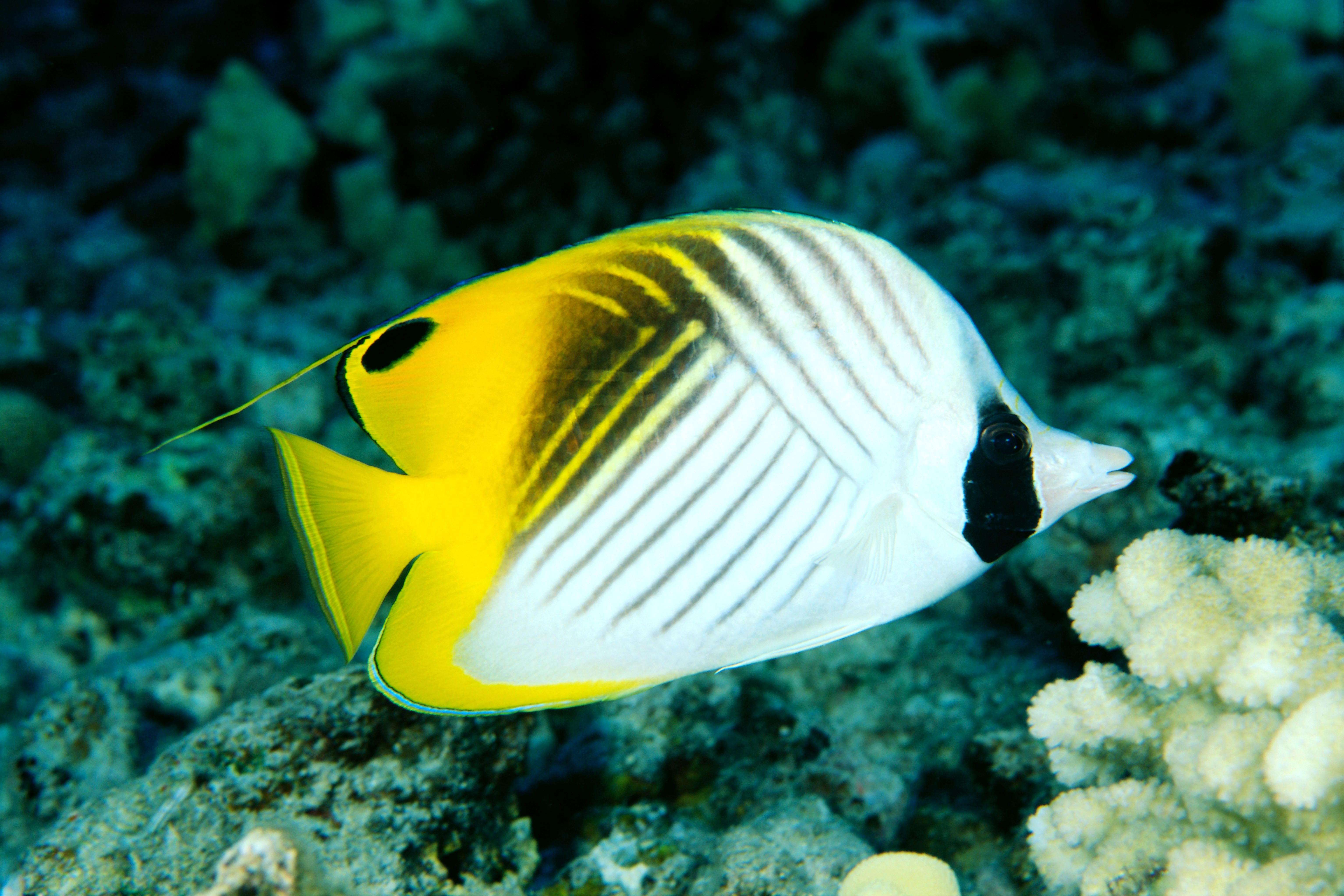 Side view of a single threadfin butterflyfish
