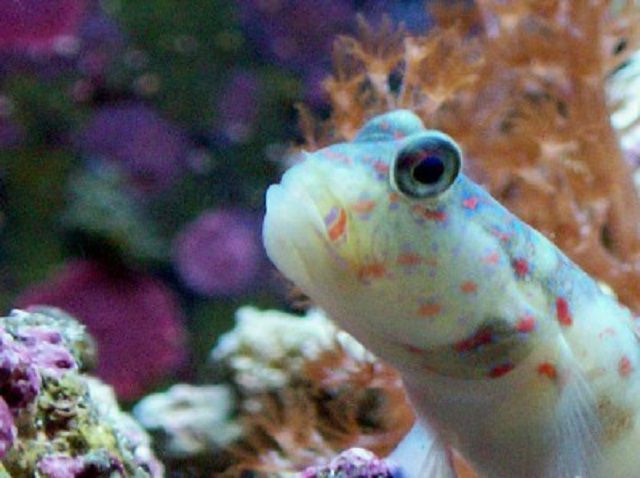 Pinkspotted shrimp goby