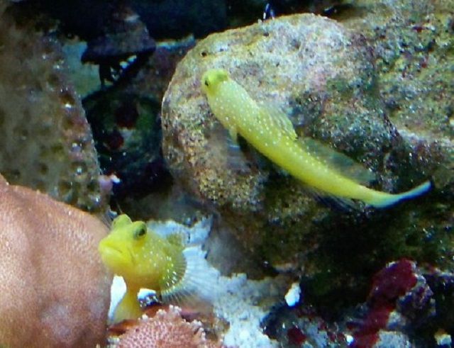 Yellow watchman goby