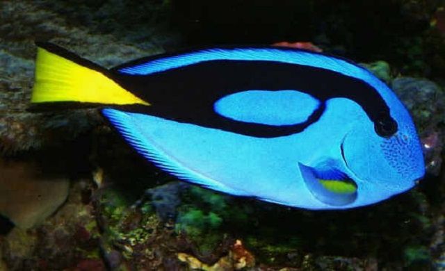 Pacific blue tang
