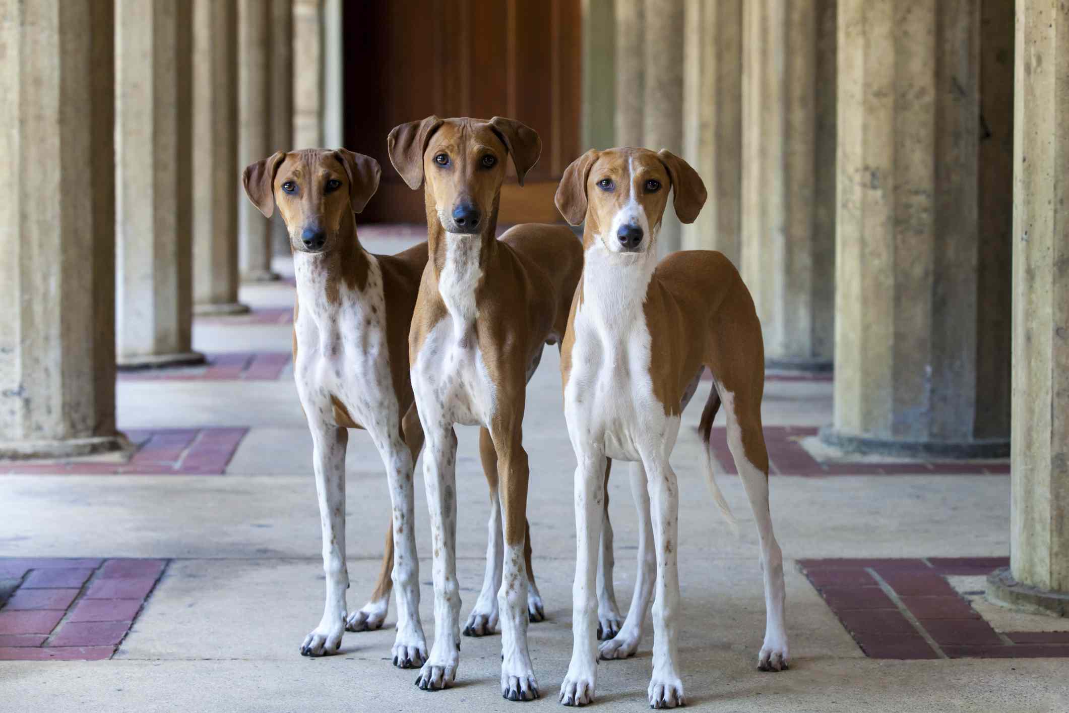 A trio of Azawakh dogs