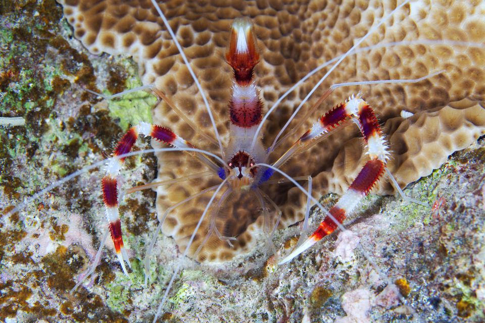 Close up of coral banded shrimp