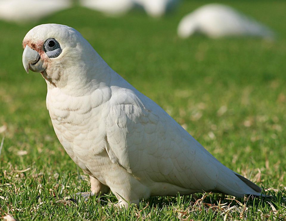 Bare Eyed Cockatoo