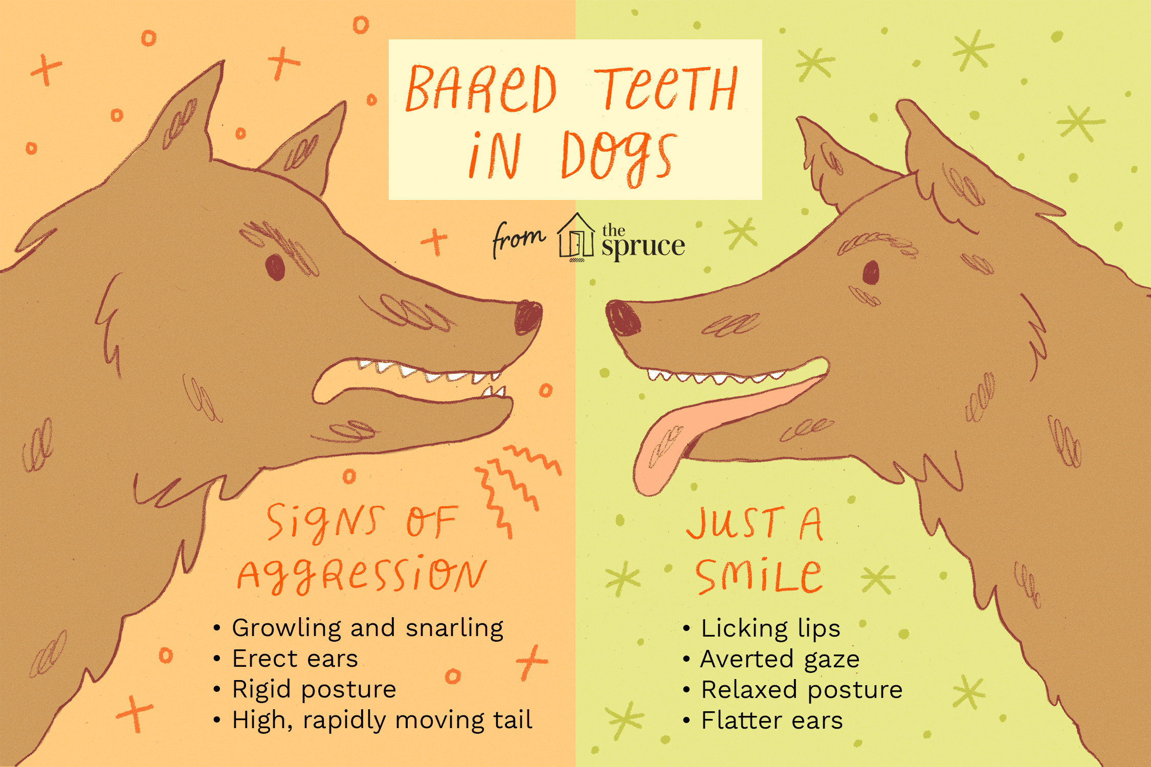illustration of bared teeth in dogs
