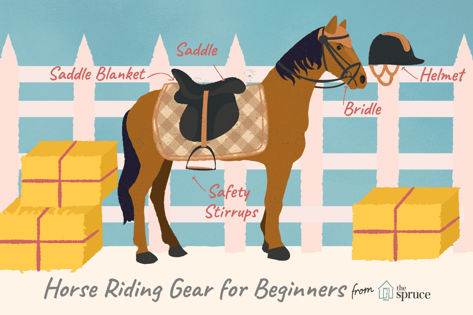 illustration of basic horse riding gear for beginners.