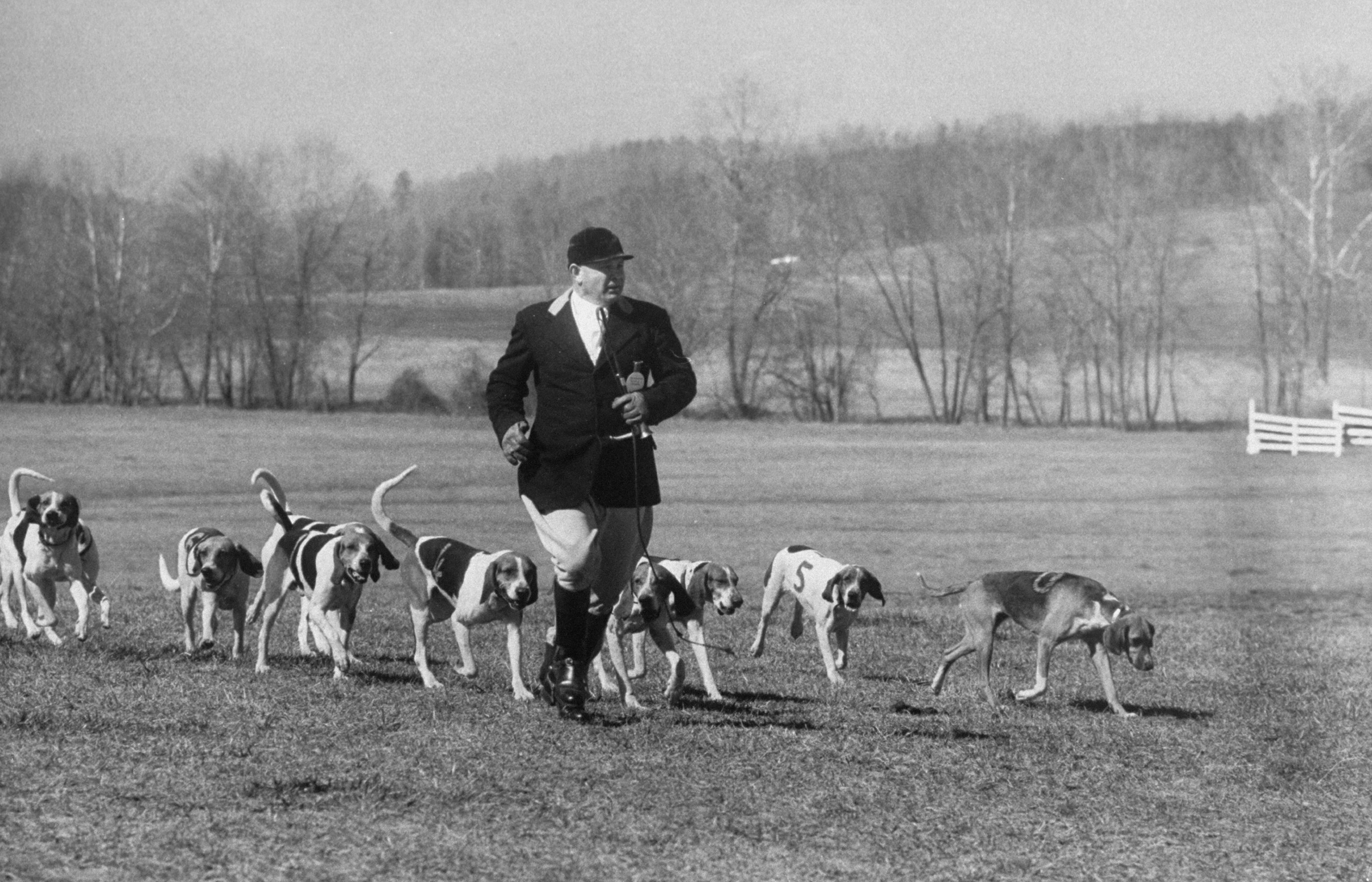 Man exercising the hunting beagles. (Ph