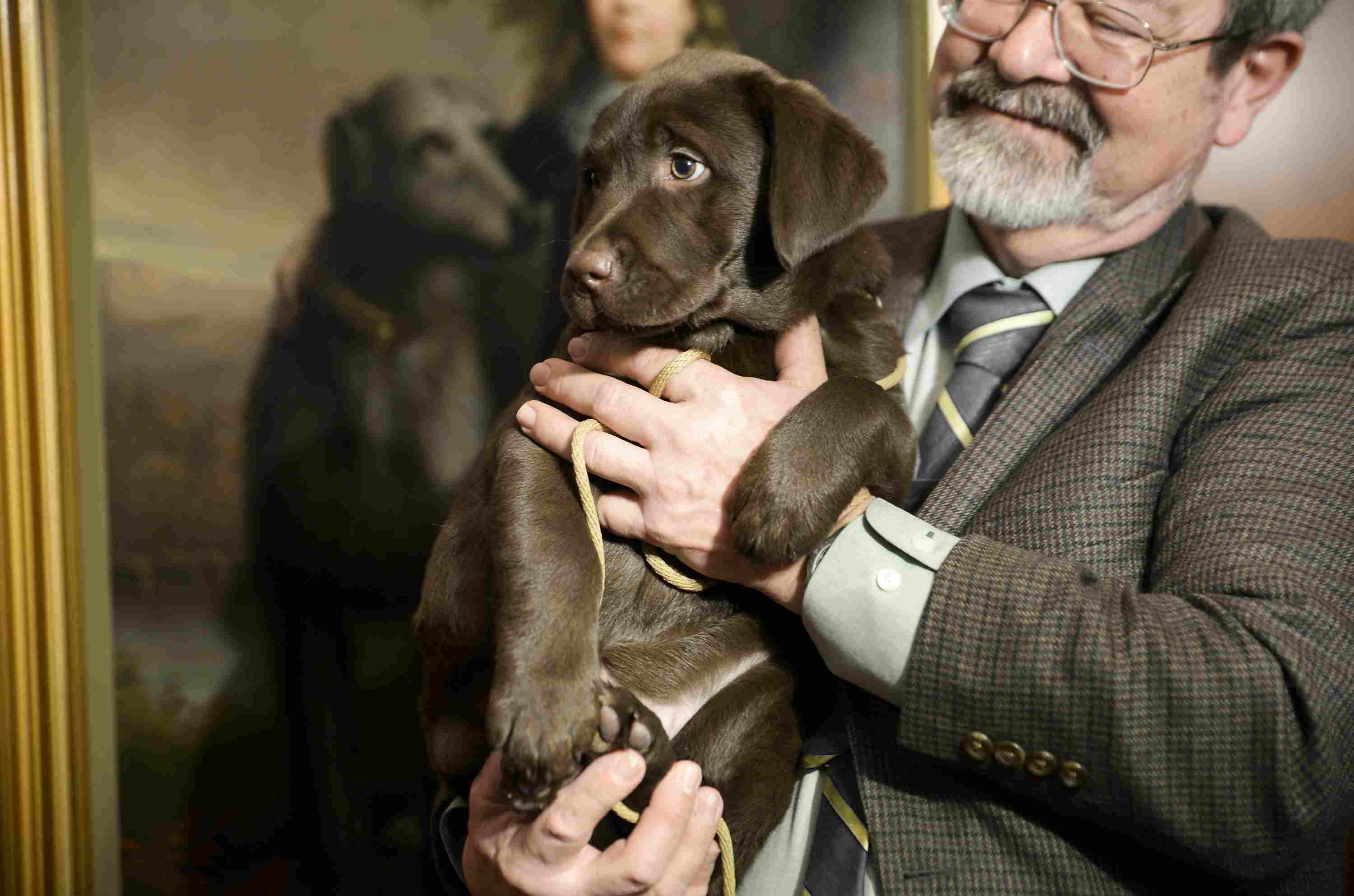 American Kennel Club Most Popular Breed 2015 Announcement