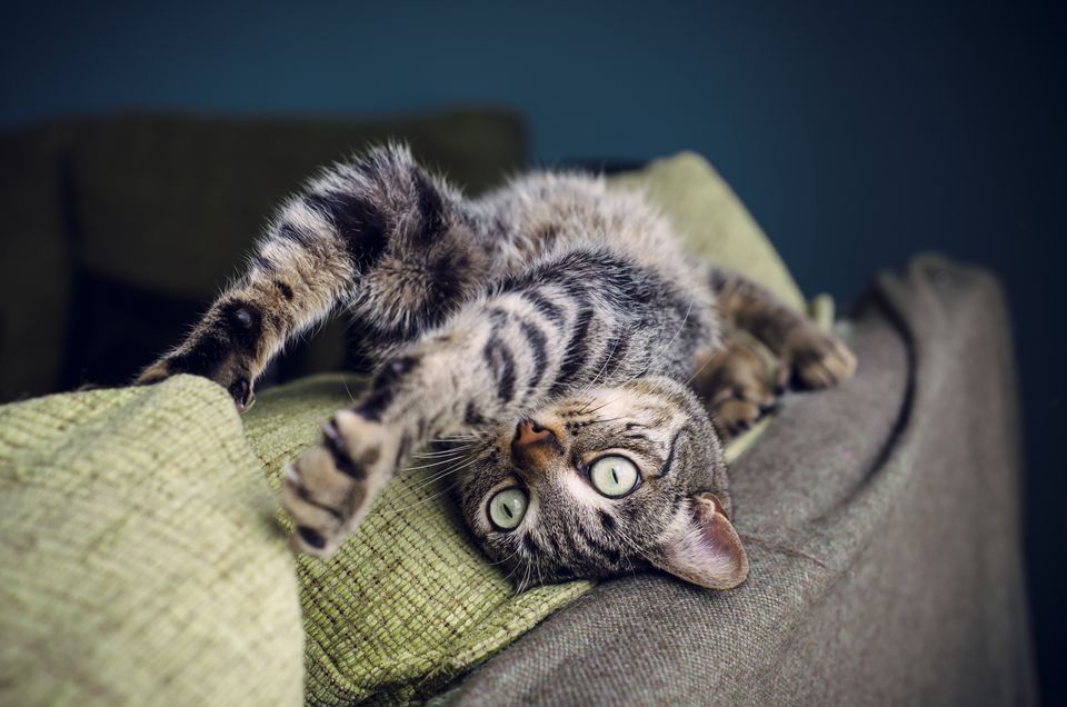 Tabby cat stretching on backrest of a couch