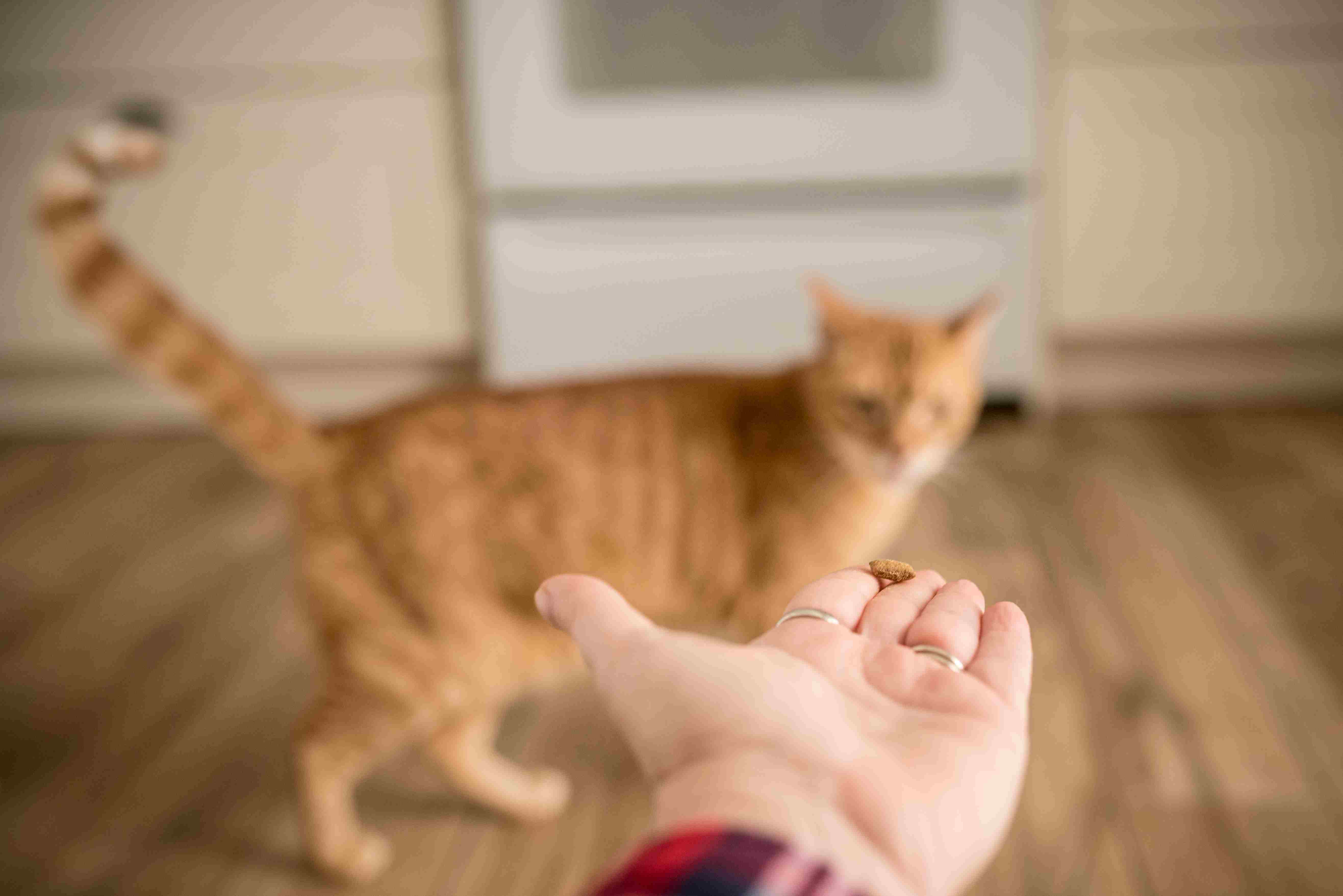 Orange cat looking at hand with treat