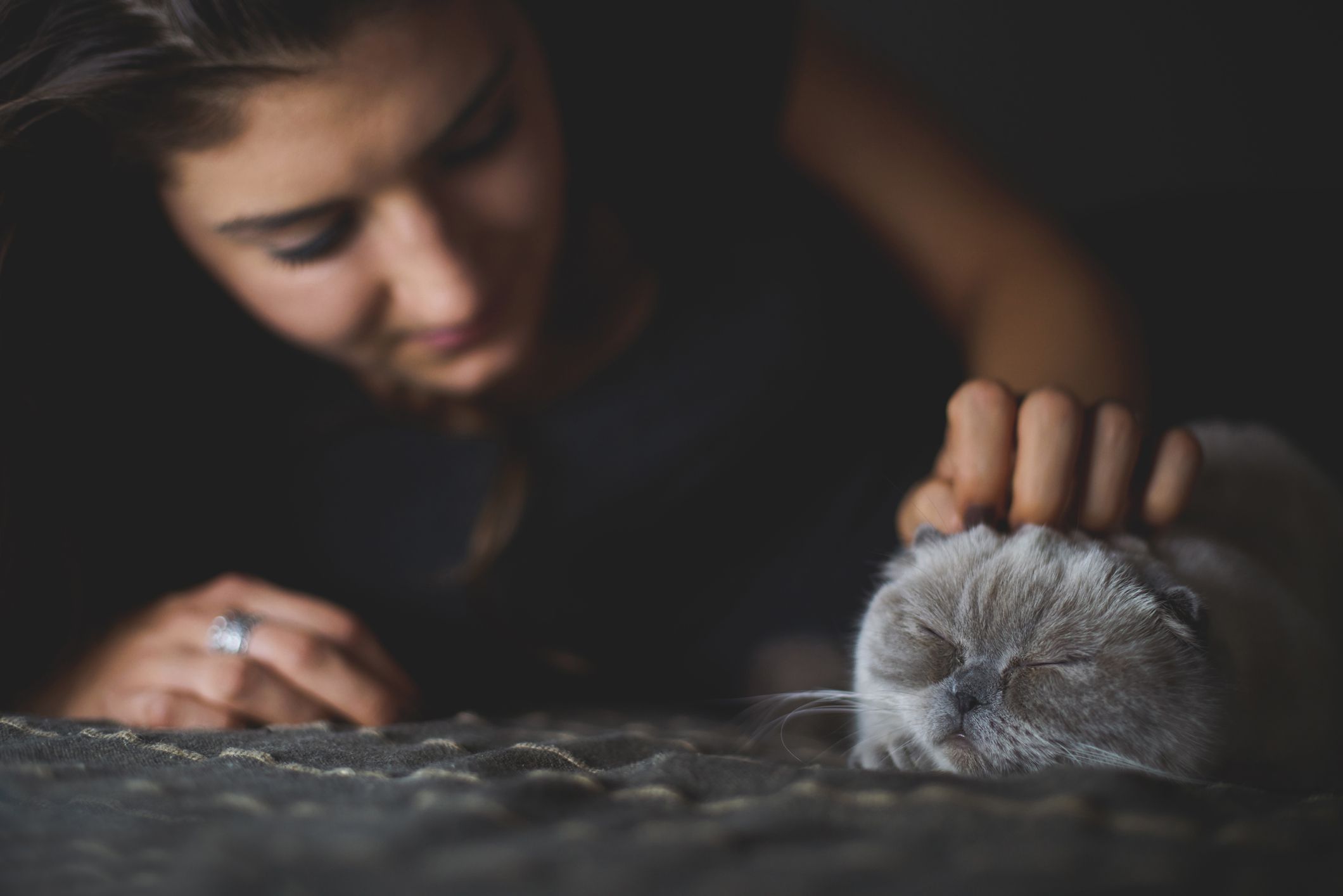 Sleeping Scottish Fold kitten being petted