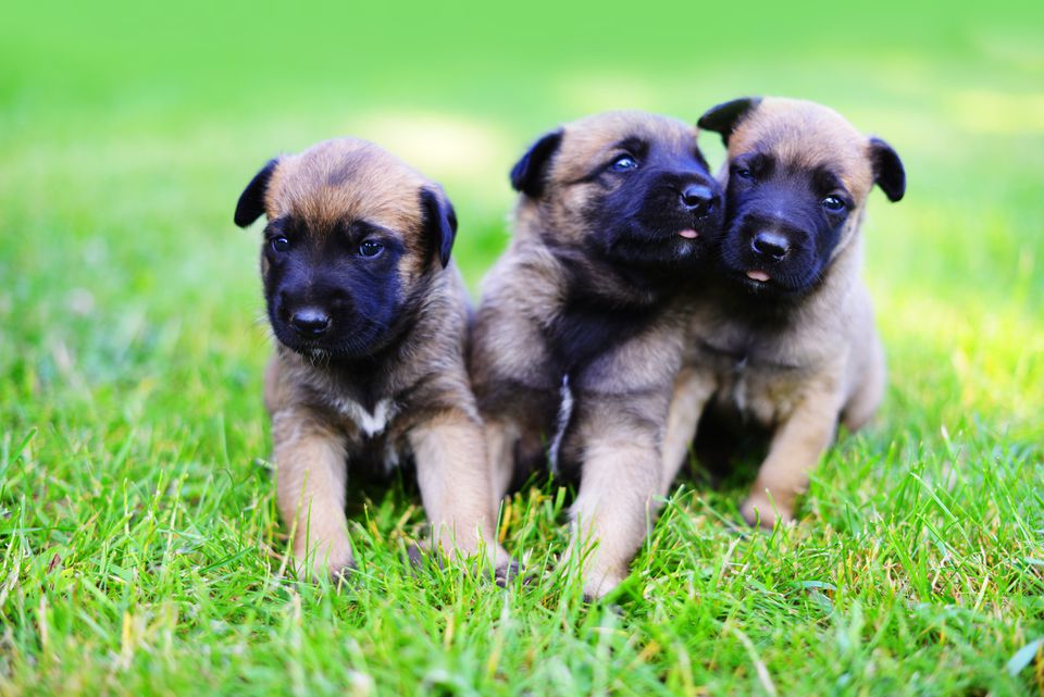 Three Belgian Malinois puppies in a field