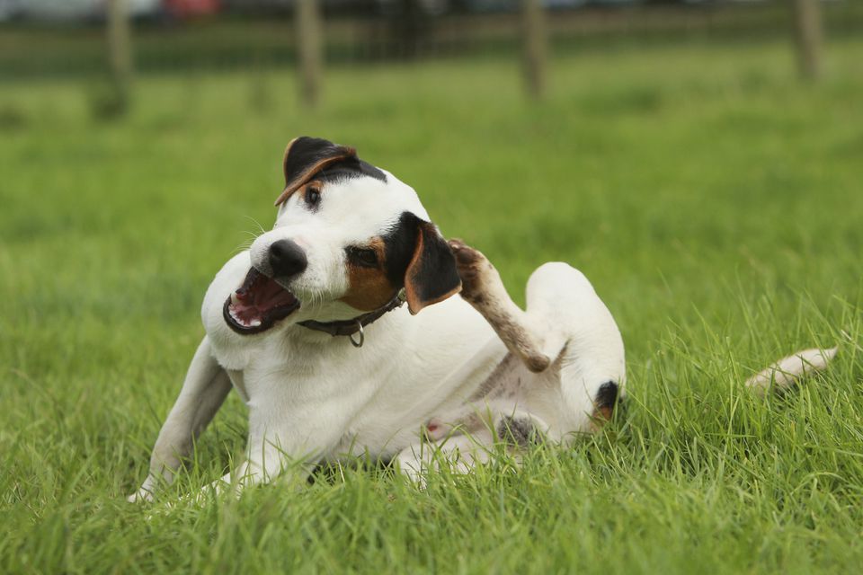 Jack Russell terrier itching ear in grass