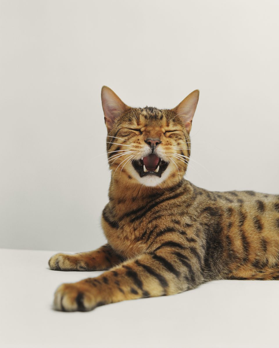 Bengal Cat laying down and yawning