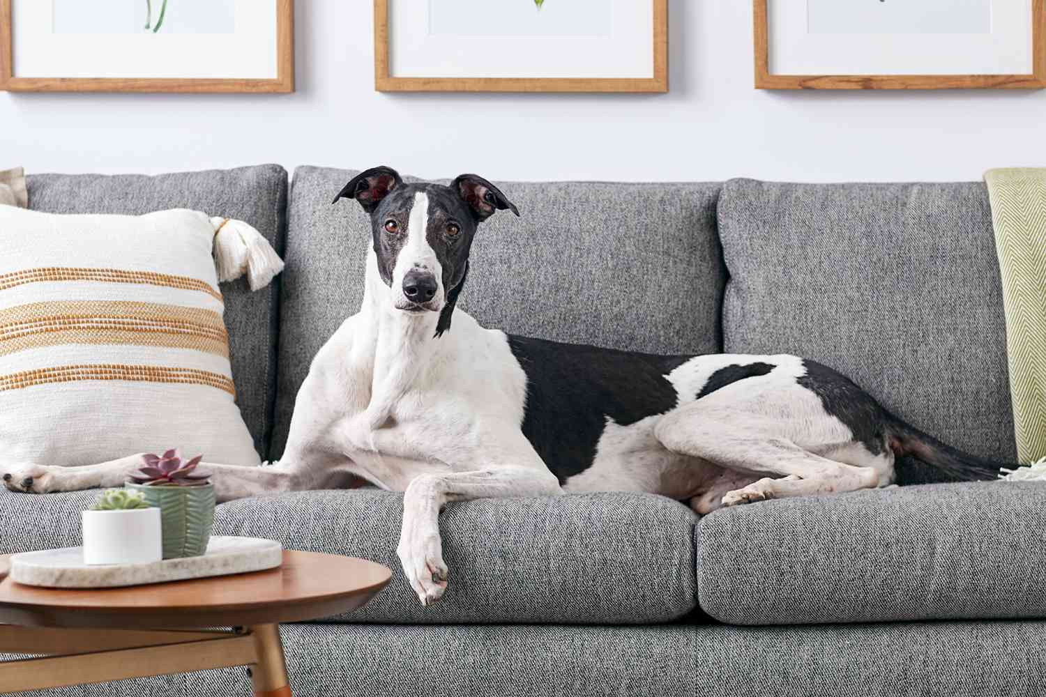 a greyhound lounging on a sofa