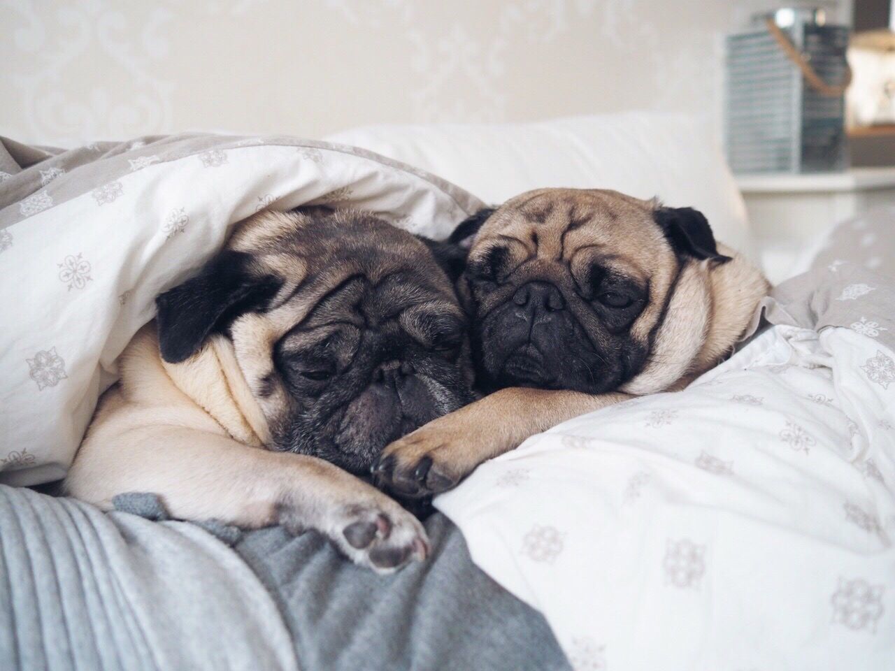 Two pugs sleeping together