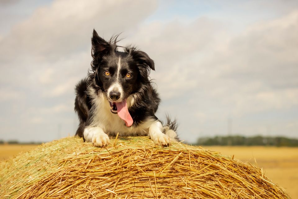 Border Collie lying on top of a bale of straw