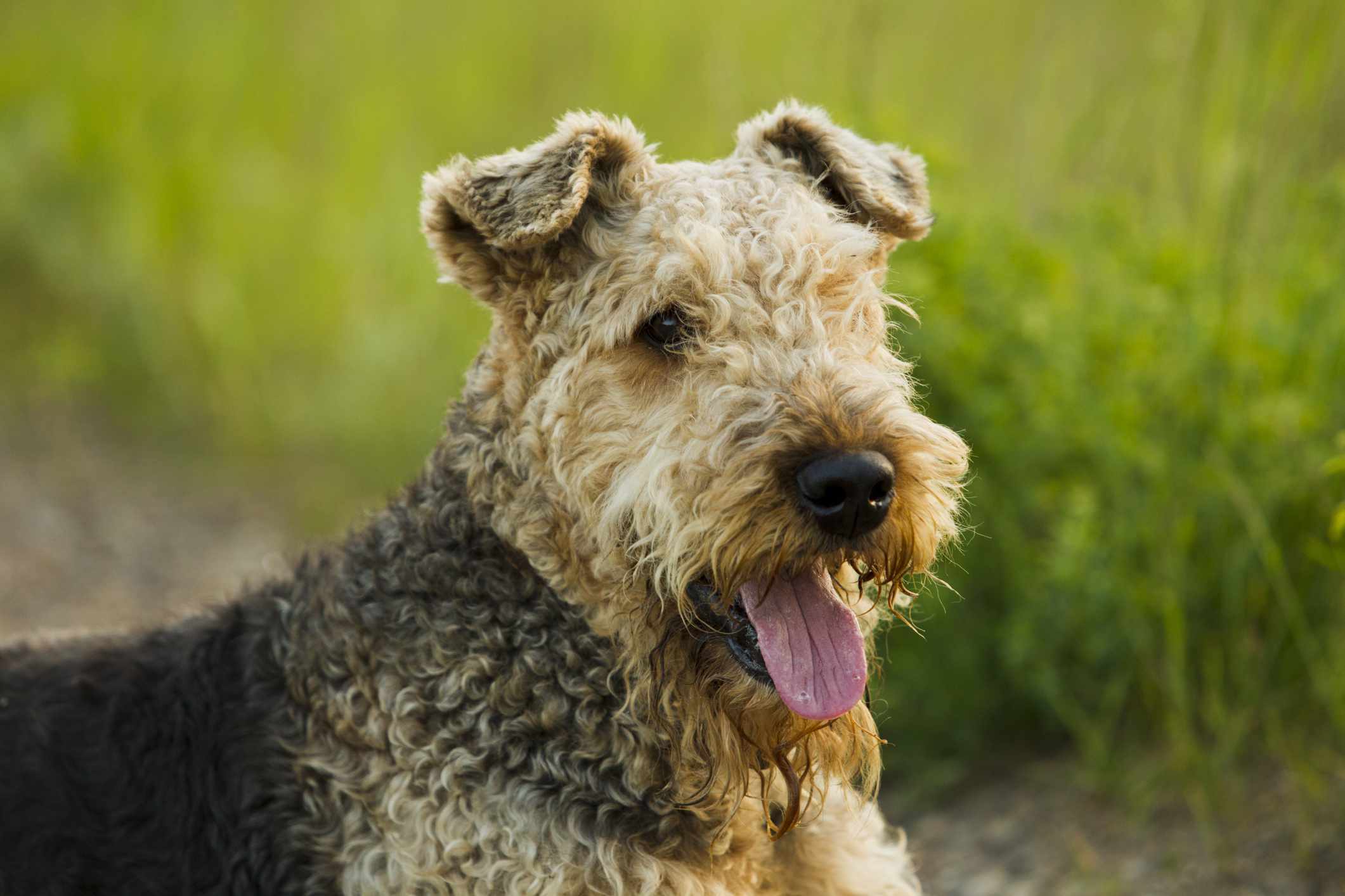 Airedale Terrier head shot in front of grass