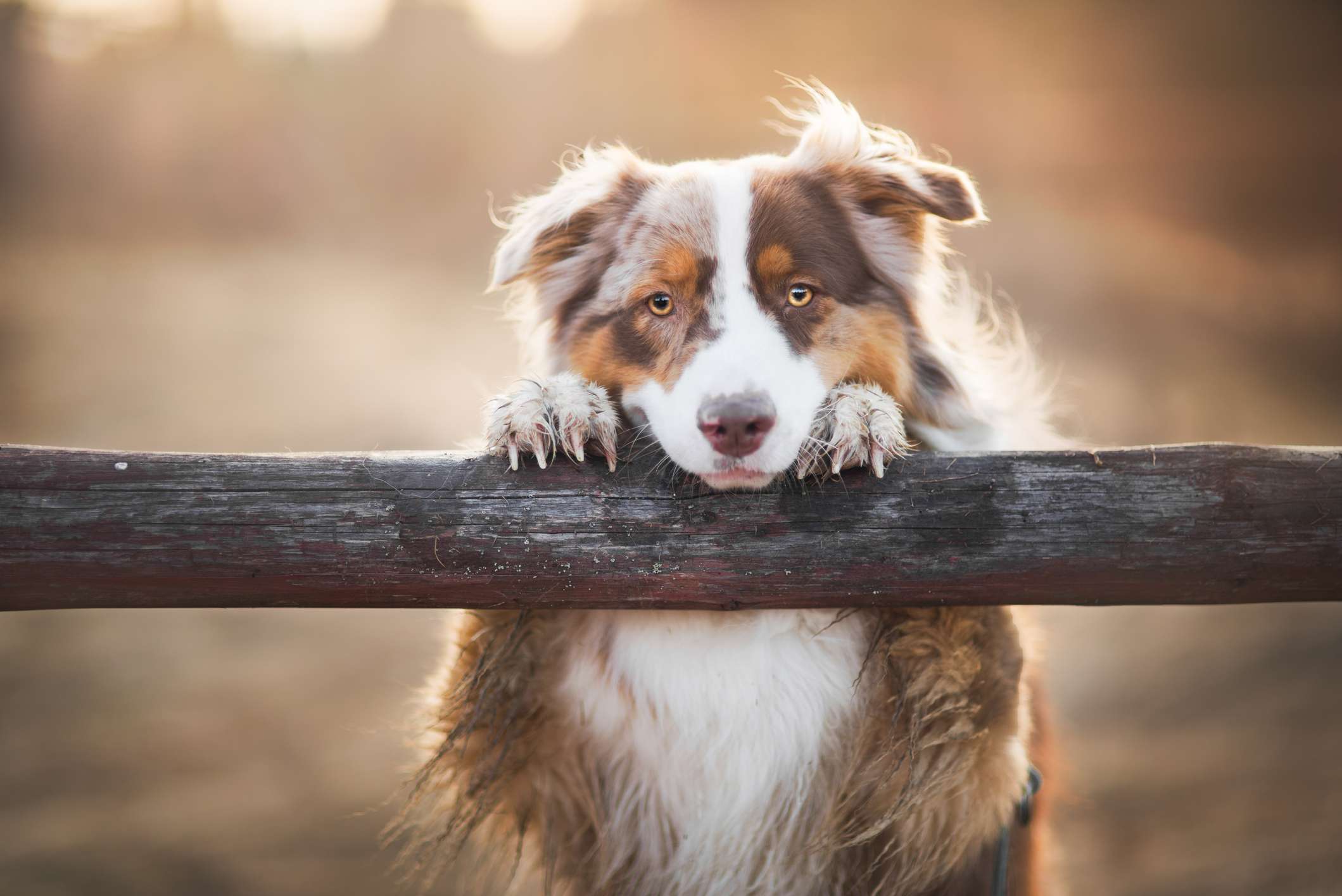 Australian Shepherd with front paws up on wooden post