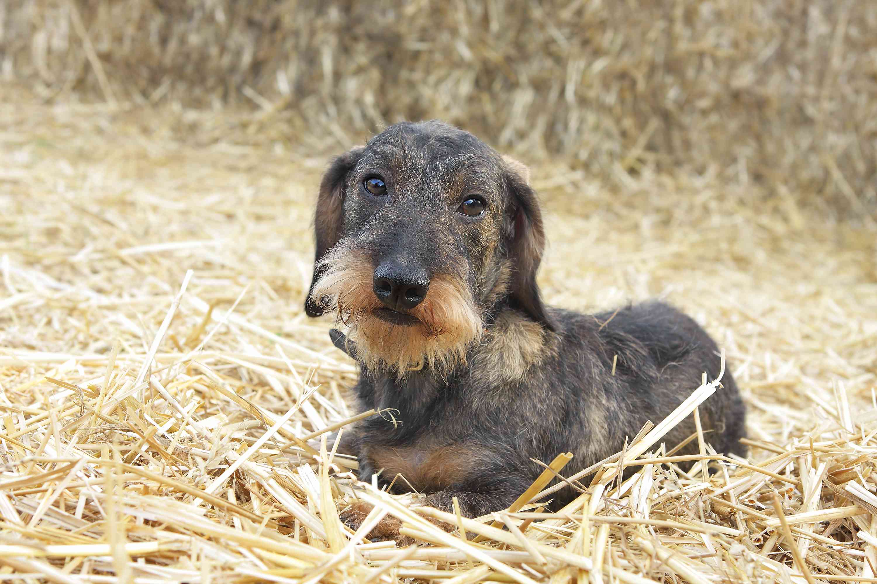 Wirehaired Dachshund lying in straw