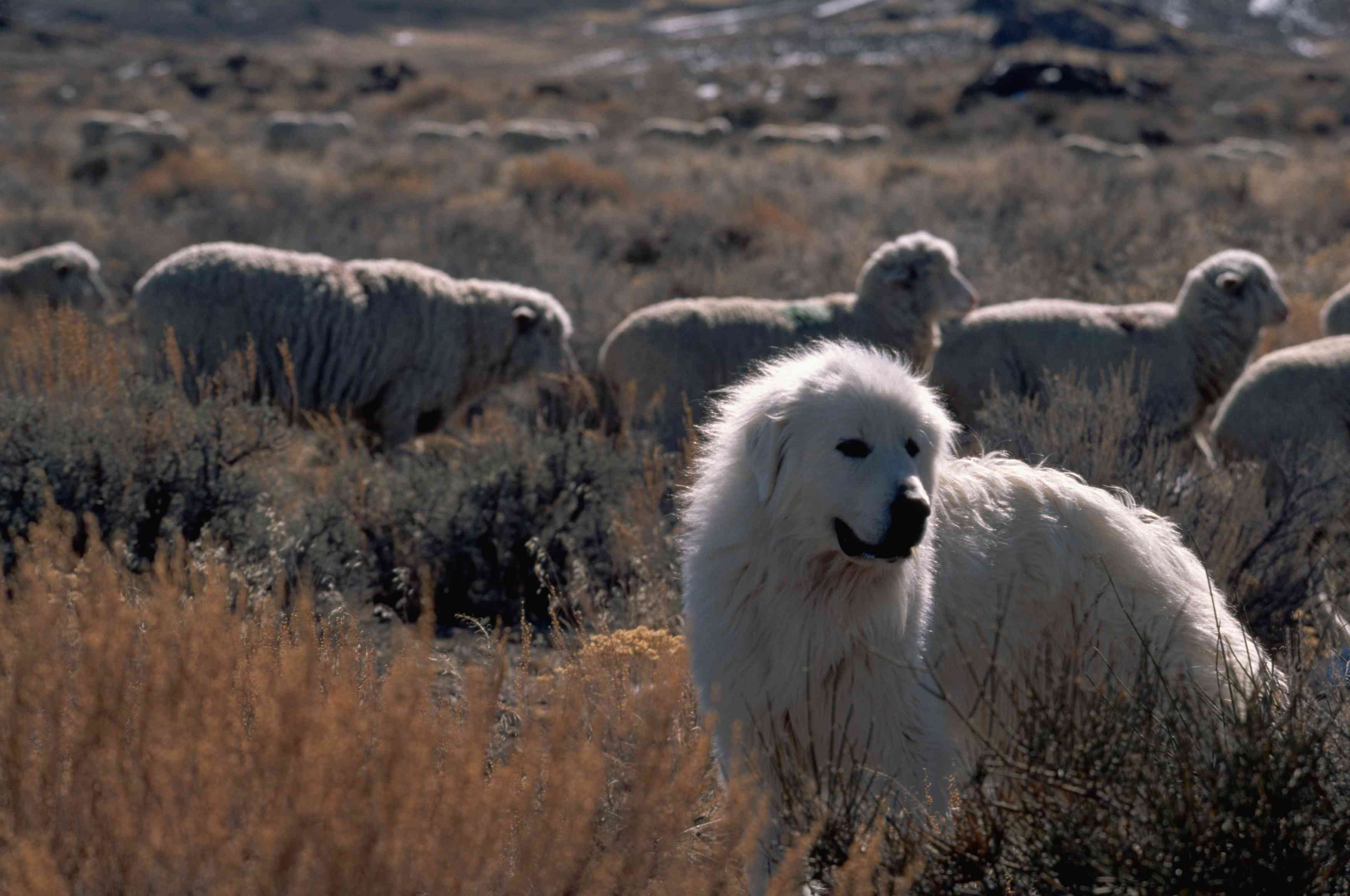 Great Pyrenees in field with sheep
