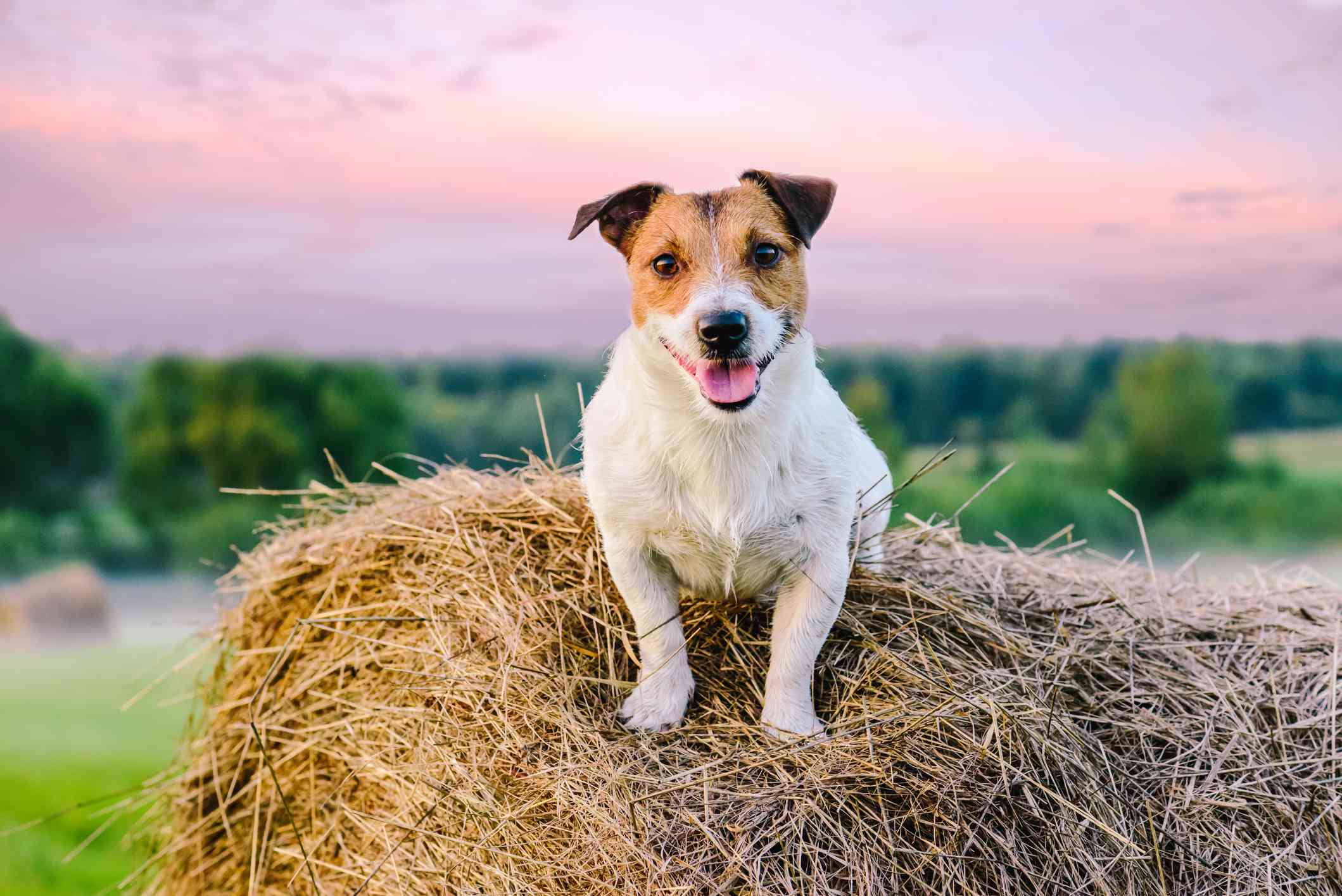 Jack Russell Terrier on a hay bale