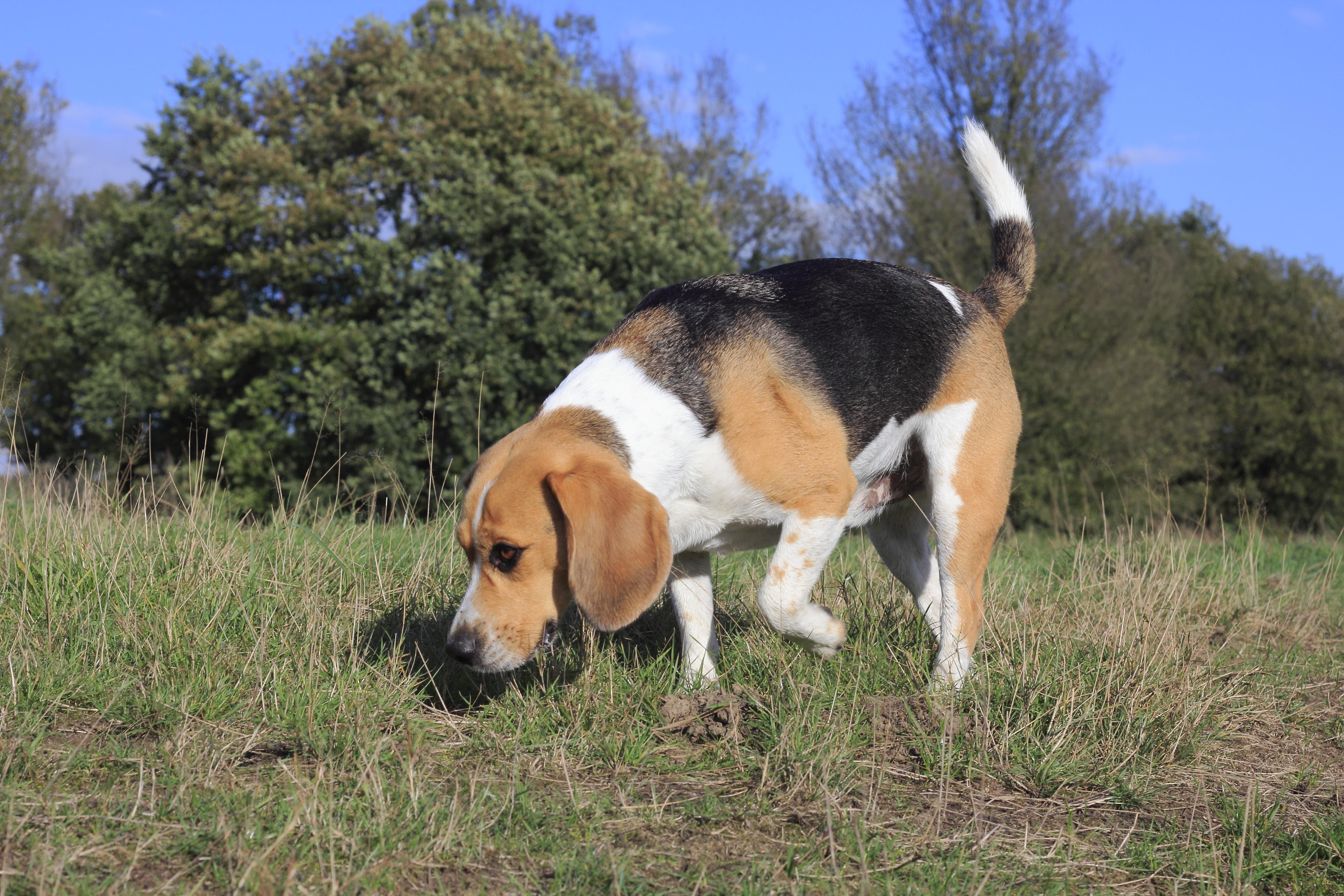 Beagle, 3 years, running across the meadow and sniffing, North Rhine-Westphalia, Germany