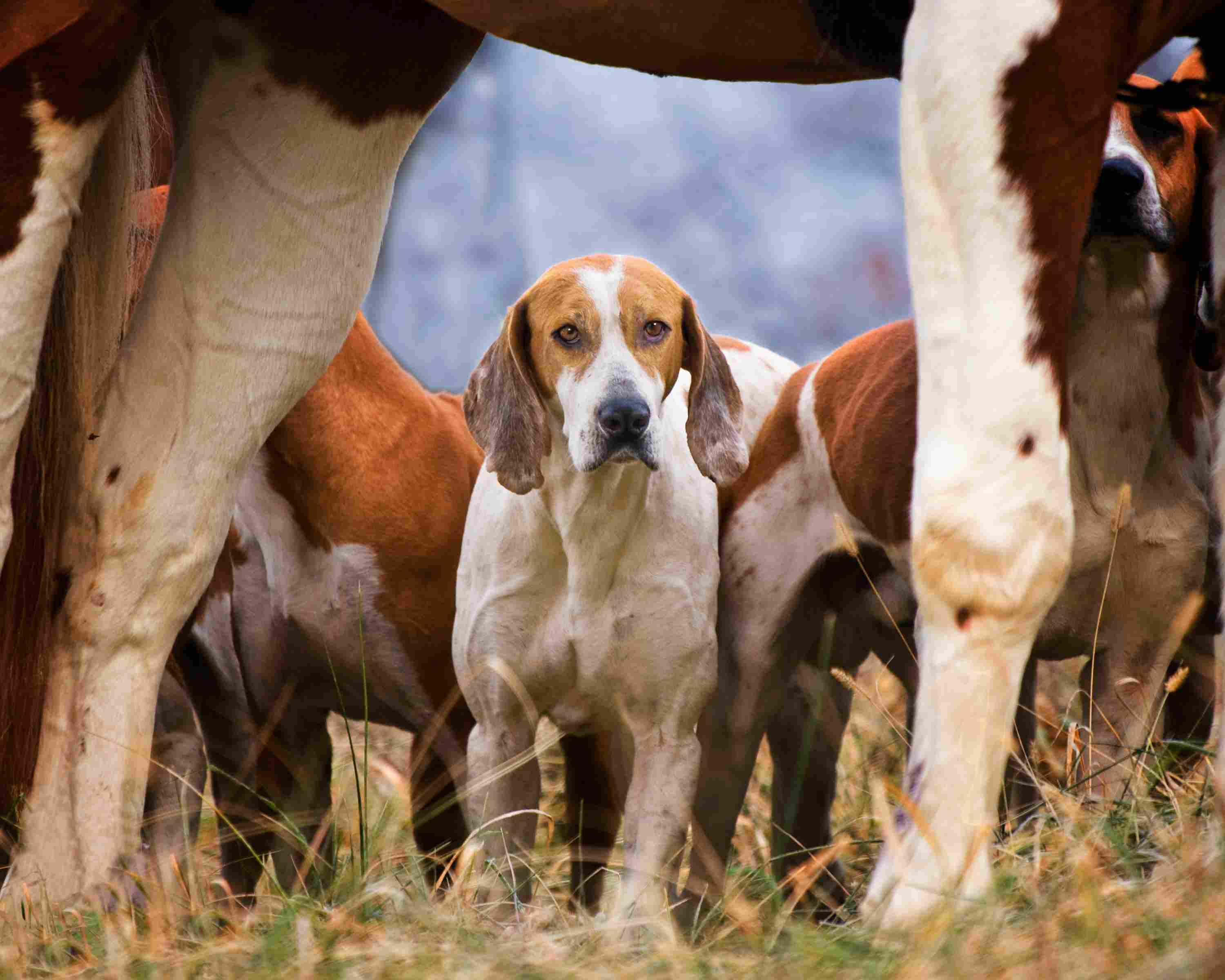 Foxhound framed by horse legs