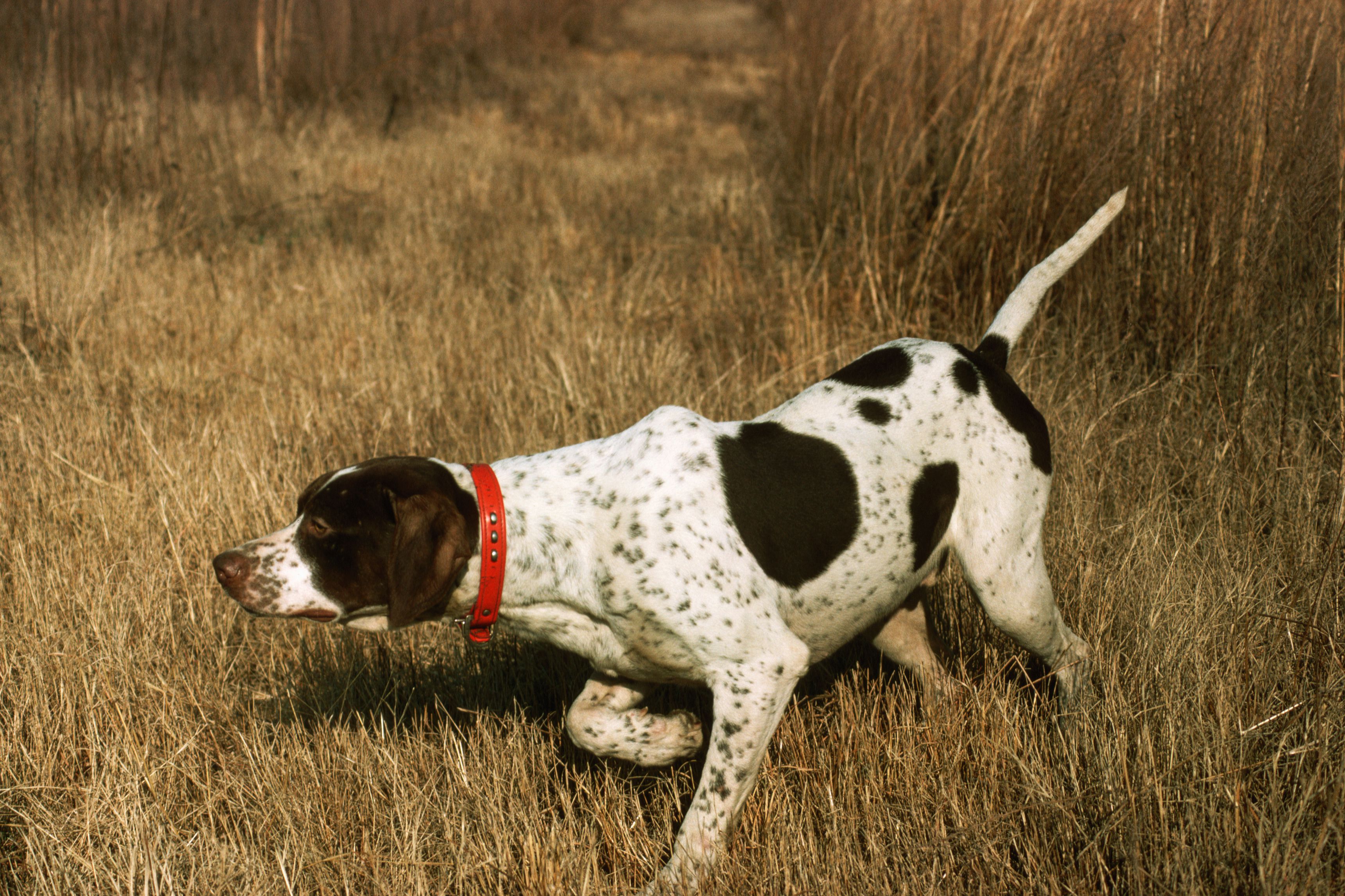 Pointer Sniffing for Prey