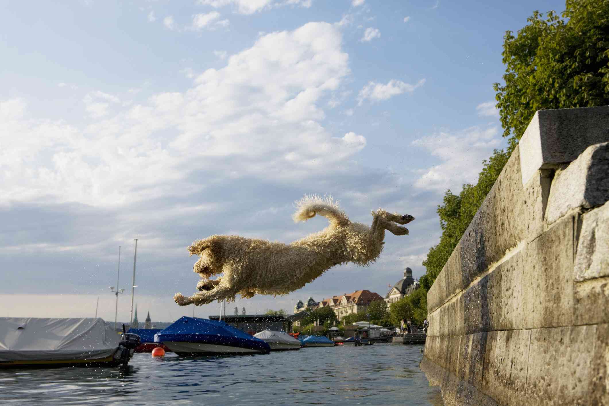 Portuguese water dog leaping into water