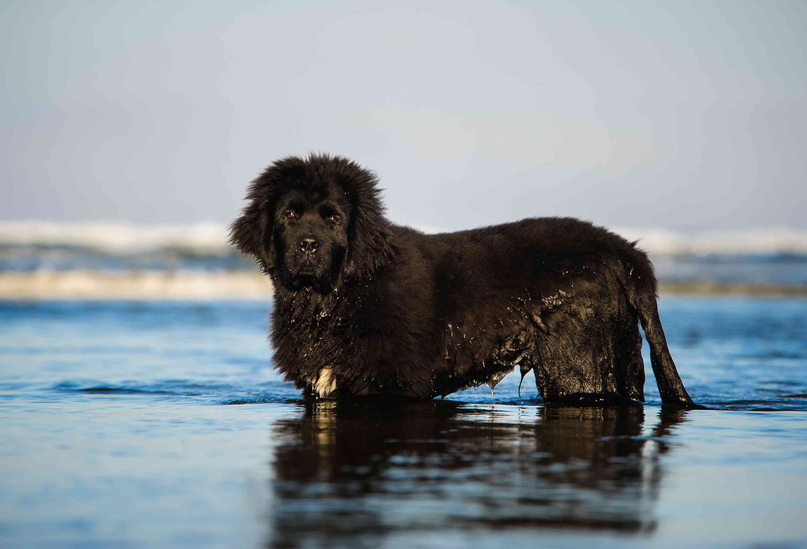 Newfoundland dog standing in water