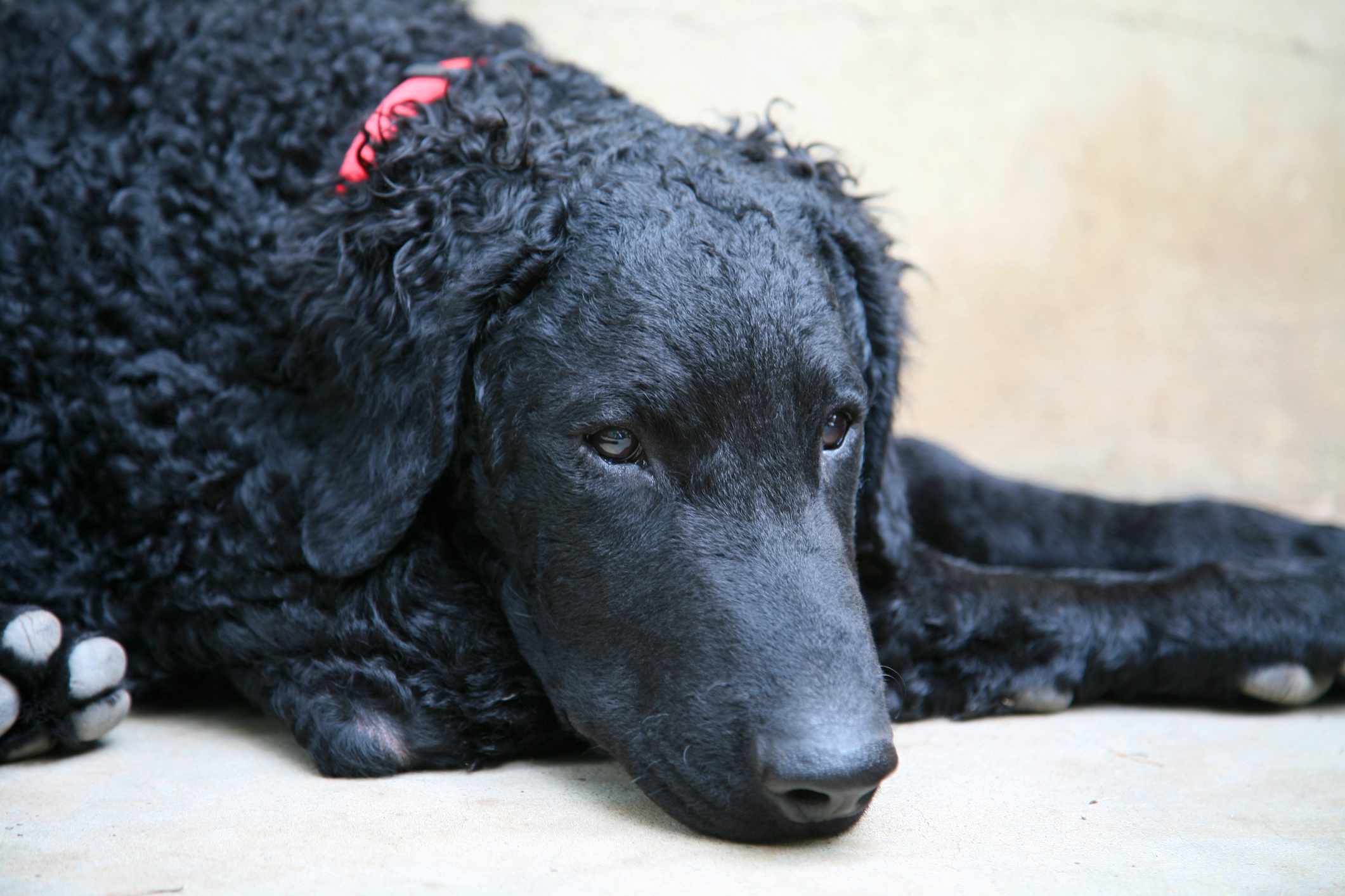 Curly coated retriever lying down