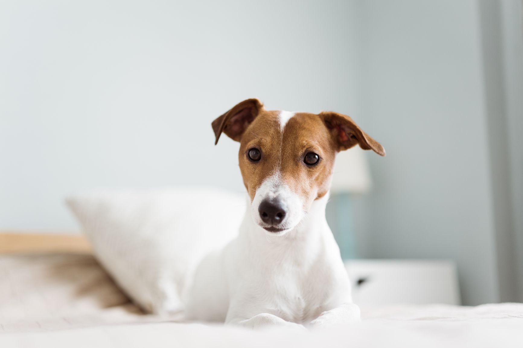 A Jack Russell Terrier on a bed