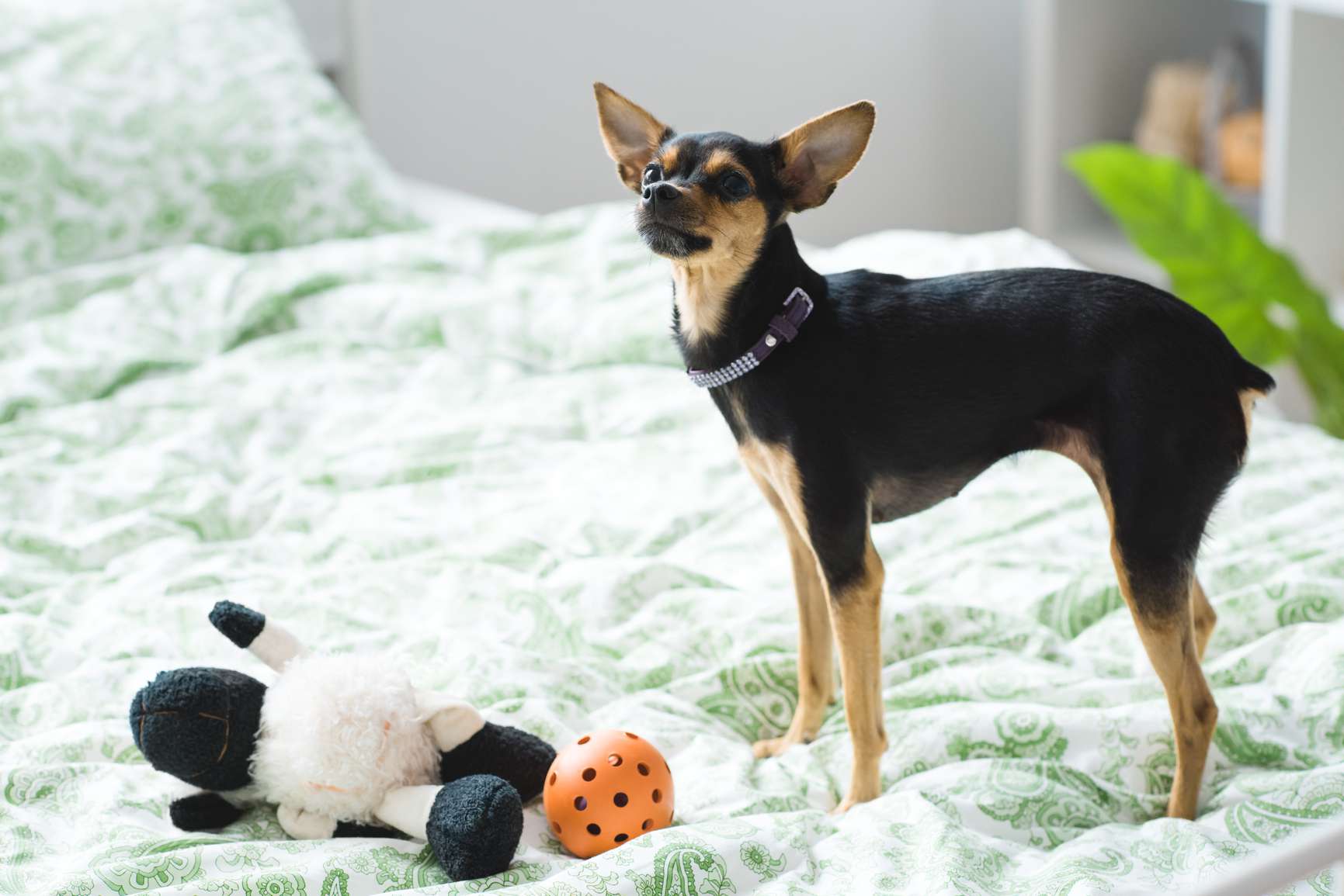A Miniature Pinscher on a bed with toys