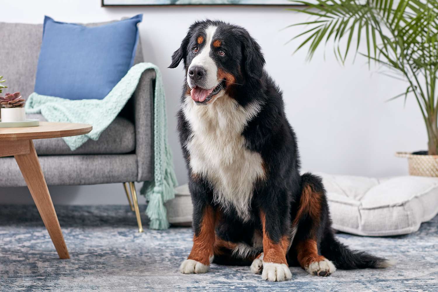 A Bernese Mountain Dog sitting on a rug