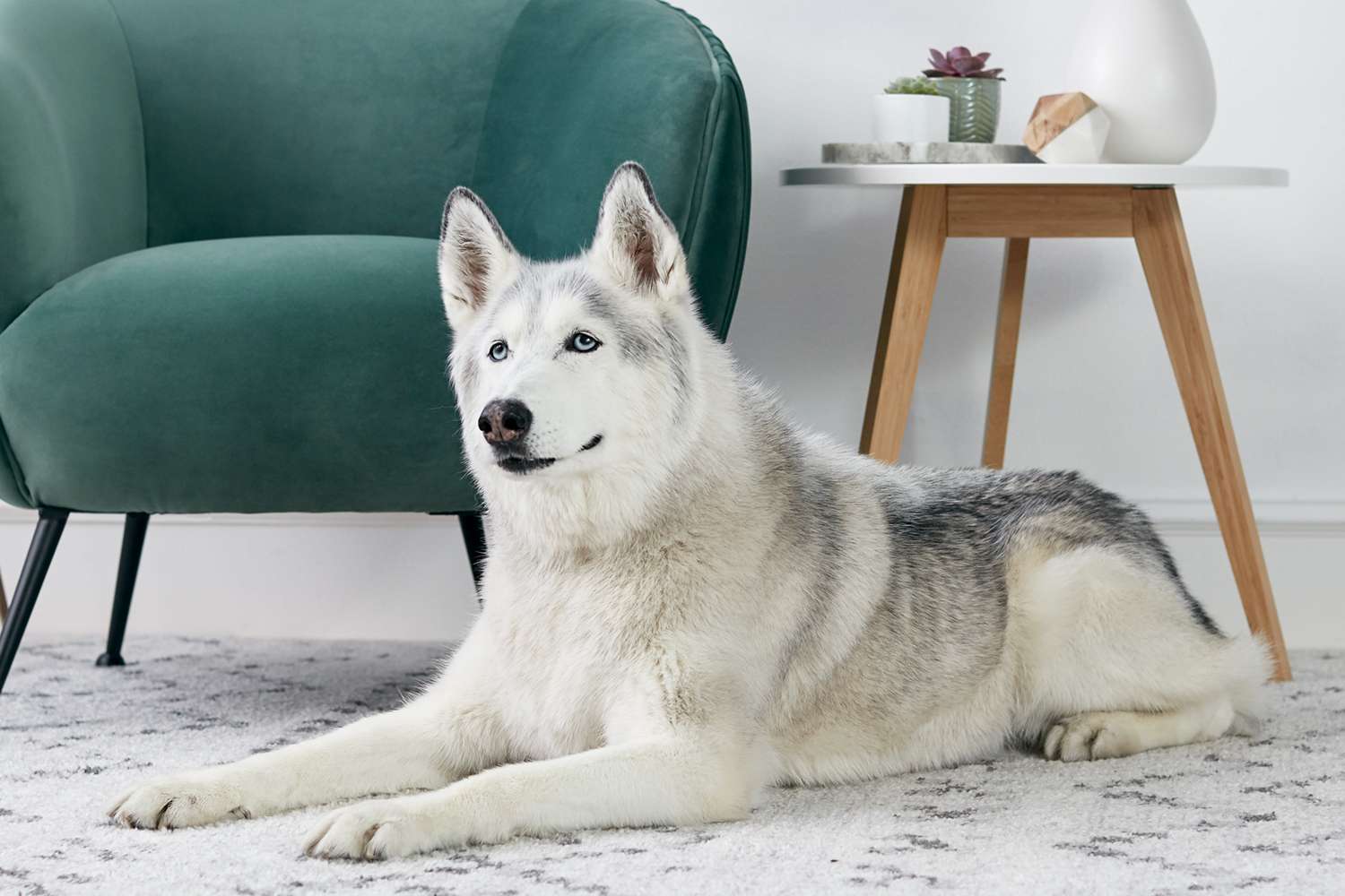 A Siberian Husky lounging on a rug