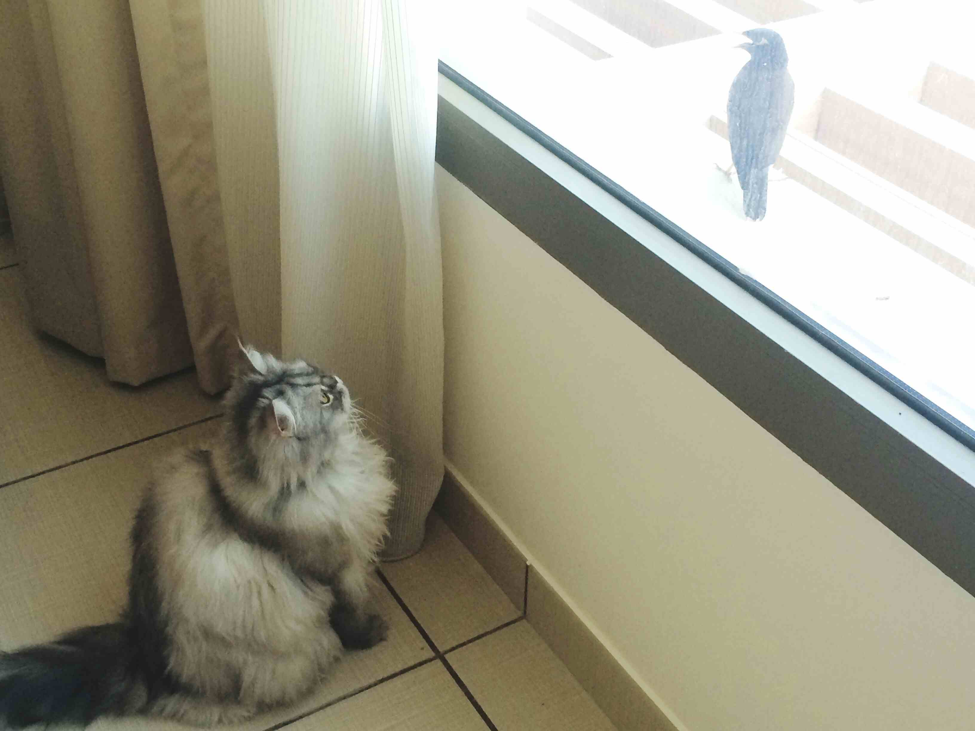Maine Coon Cat looking at bird from window while sitting on floor