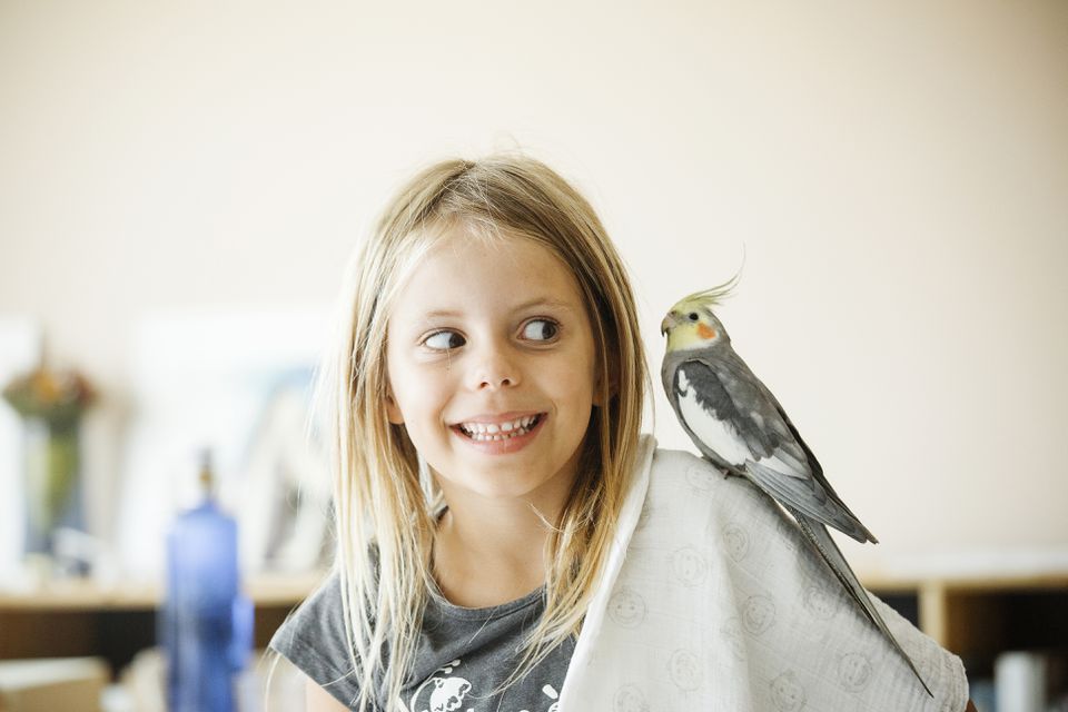 cockatiel on a girl's shoulder