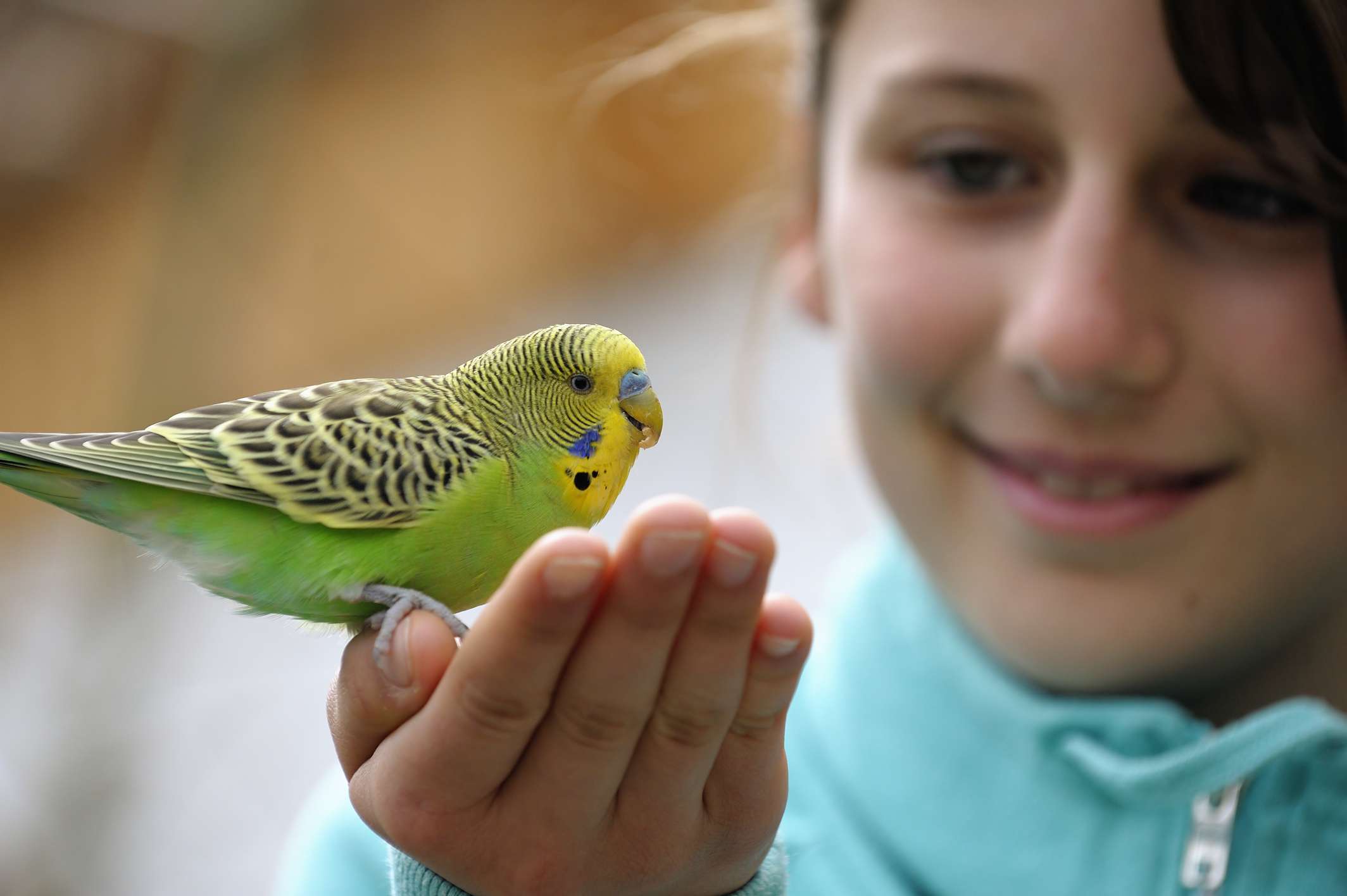 Girl with a green budgie sitting on her hand