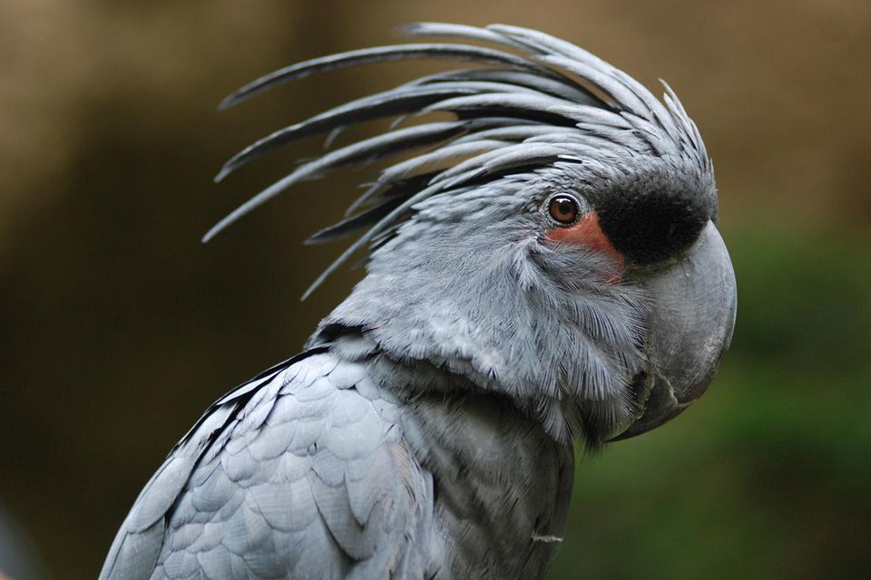 Close up of black palm cockatoo
